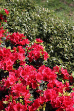 Azalea 'Perfecto Mundo Red'