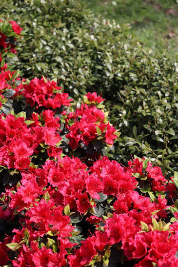 Azalea 'Perfecto Mundo Red'