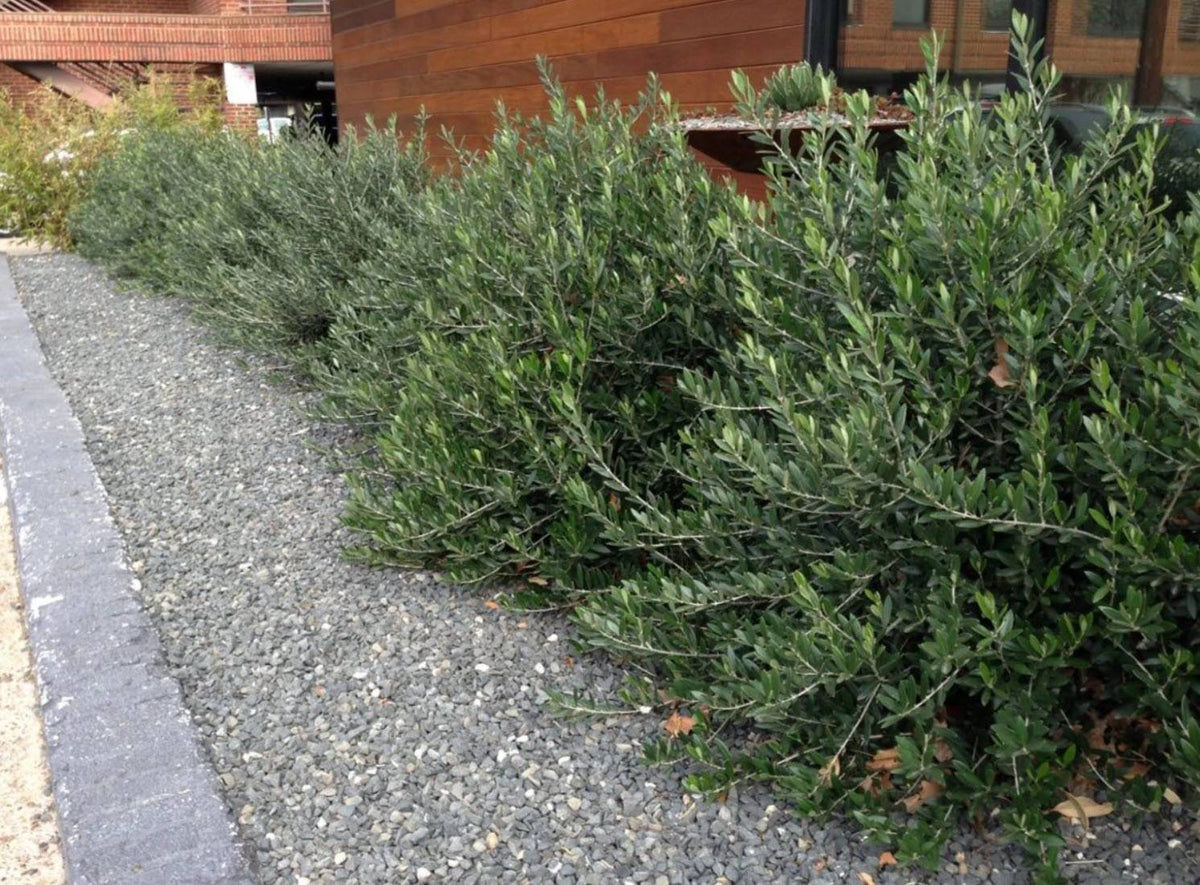 Olea europaea 'Petite'