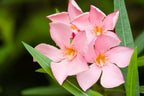 Nerium oleander 'Petite Pink'