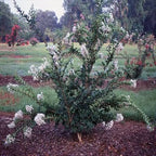 Lagerstroemia × 'Petite Snow'