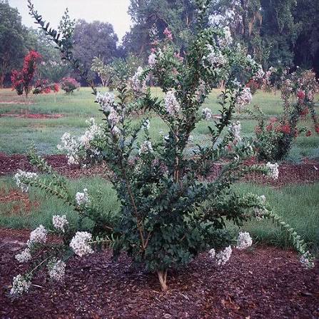 Lagerstroemia × 'Petite Snow'