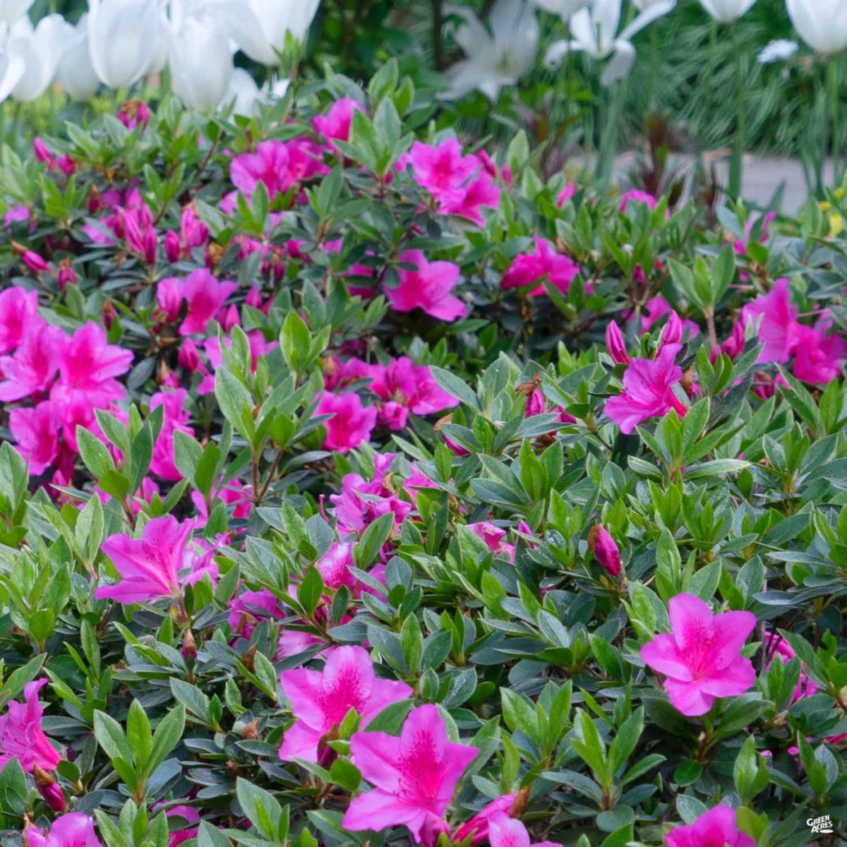 Azalea 'Phoenicia'