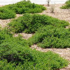 Baccharis pilularis 'Pigeon Point'