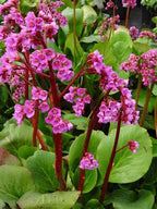Bergenia cordifolia 'Winter Glow'