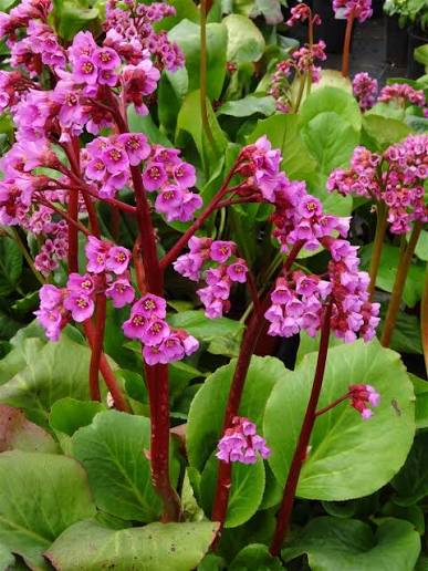 Bergenia cordifolia 'Winter Glow'