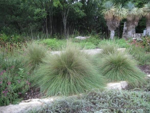 Muhlenbergia dubia