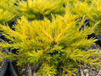 Coleonema pulchrum