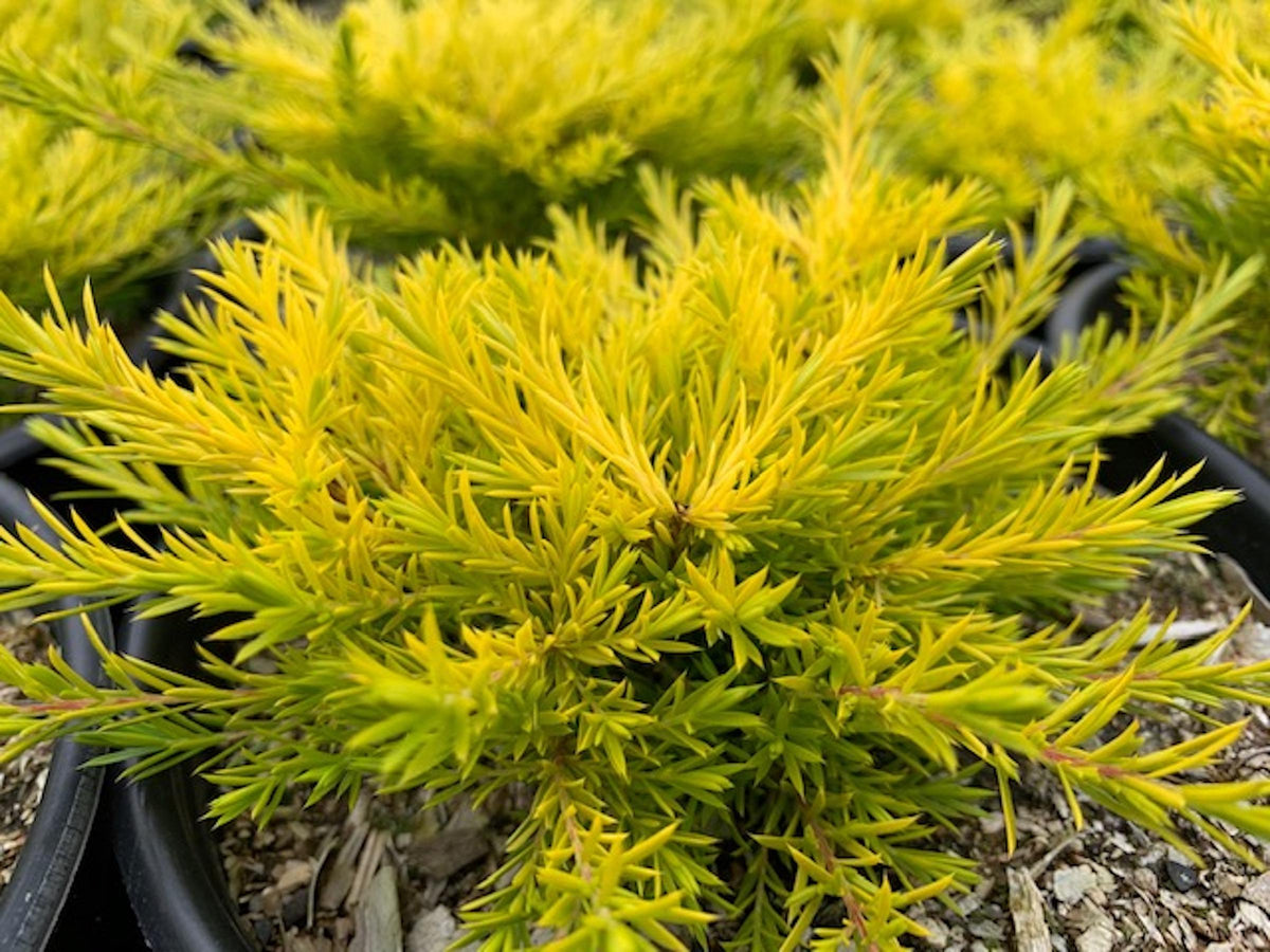 Coleonema pulchrum