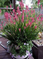 Anigozanthos 'Dwarf Pink'
