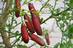 Citrus australasica (standard form)