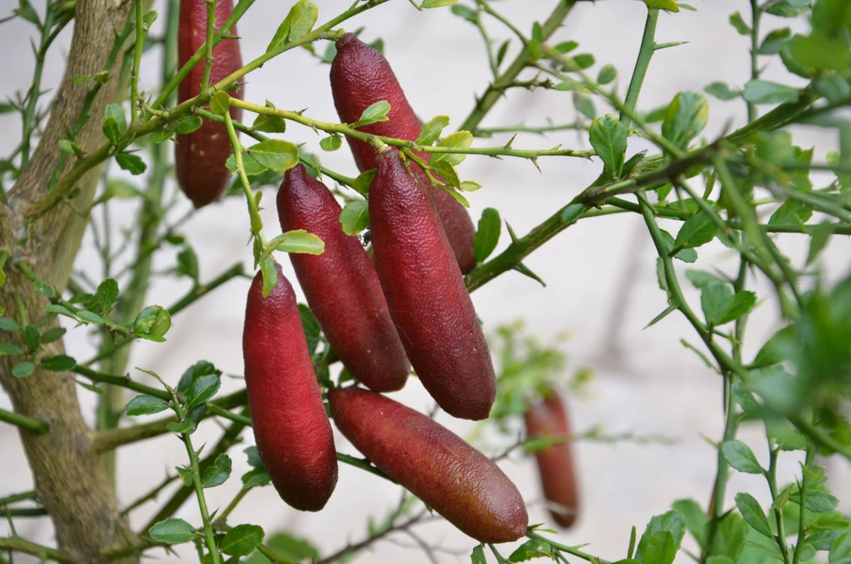 Citrus australasica (standard form)