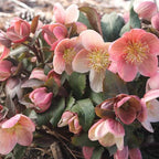 Helleborus × ballardiae 'Pink Frost'