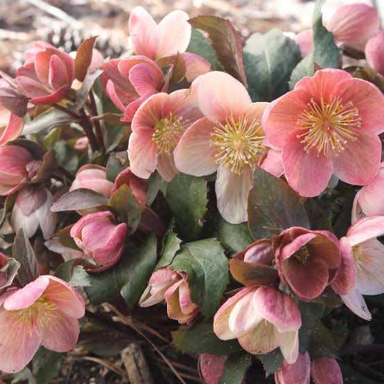 Helleborus × ballardiae 'Pink Frost'