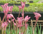 Anigozanthos 'Pink'