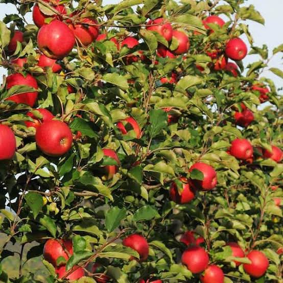 Malus domestica 'Pink Lady'