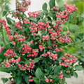 Vaccinium × 'Pink Lemonade'