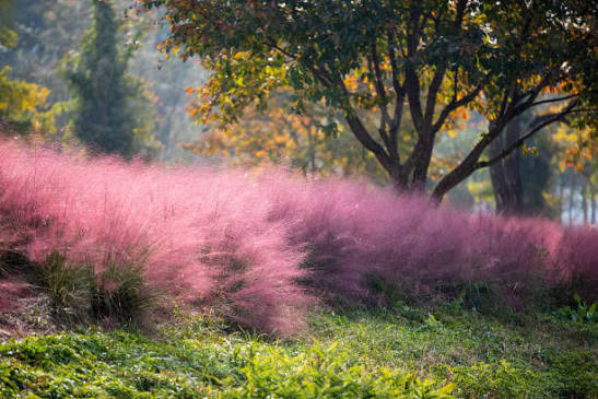 Muhlenbergia capillaris