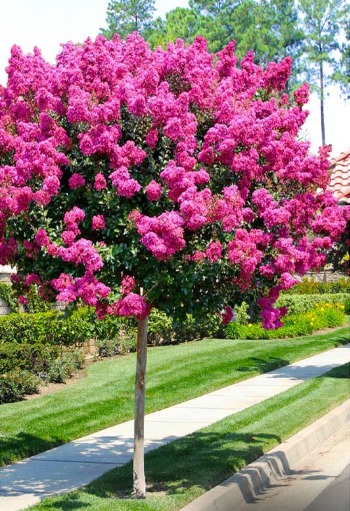 Lagerstroemia indica 'Whit III' ('Pink Velour') (multi-stem decorative form)