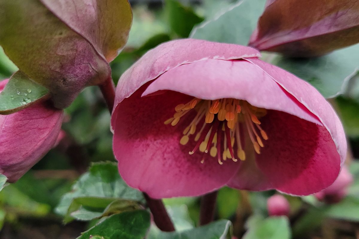 Helleborus × ballardiae 'Frostkiss Pippa's Purple'