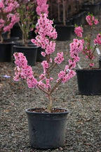 Prunus persica 'Pix Zee' (barrel form)