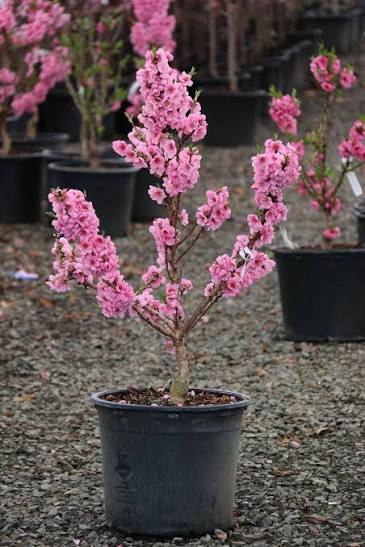 Prunus persica 'Pix Zee' (barrel form)