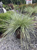 Lomandra longifolia 'Platinum Beauty'