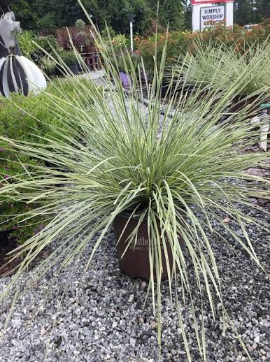 Lomandra longifolia 'Platinum Beauty'