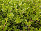 Arctostaphylos uva-ursi 'Point Reyes'