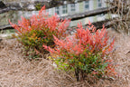 Nandina domestica 'Pomegranate'