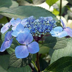 Hydrangea macrophylla 'Bailmacsix' ('Pop Star')