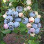 Vaccinium virgatum 'Powderblue'