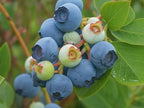 Vaccinium virgatum 'Powderblue'