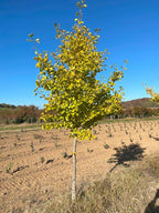 Ginkgo biloba 'Princeton Sentry'