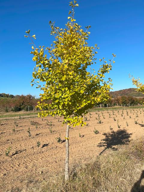 Ginkgo biloba 'Princeton Sentry'