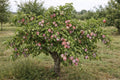Prunus 'Dapple Dandy'