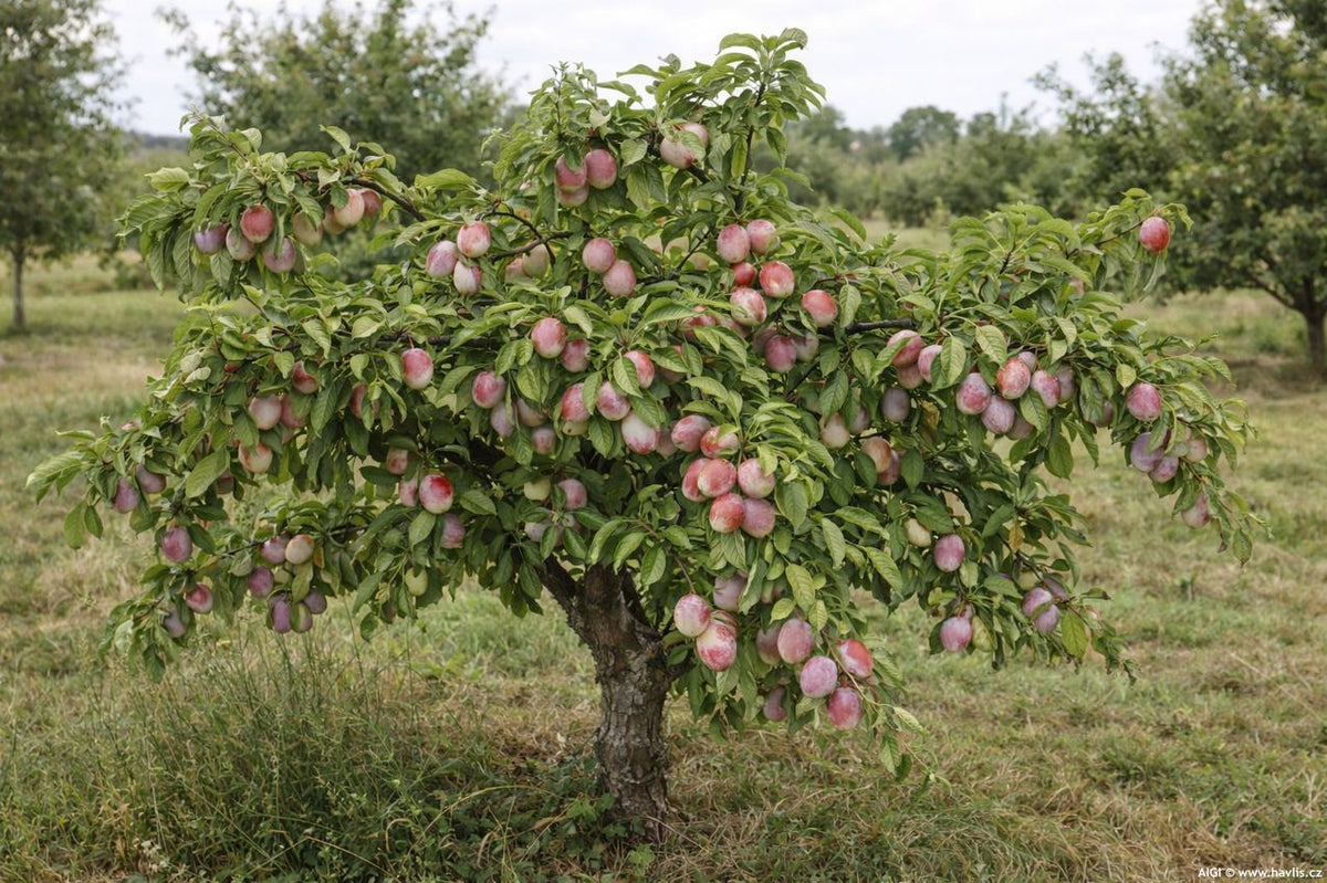 Prunus 'Dapple Dandy'