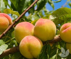 Prunus 'Queen'