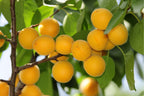 Prunus armeniaca 'Blenheim'