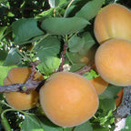 Prunus armeniaca 'Brittany Gold'