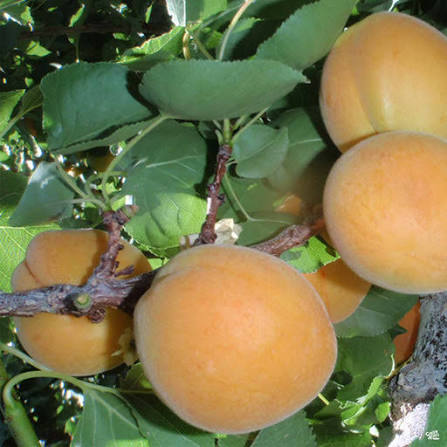 Prunus armeniaca 'Brittany Gold'