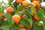 Prunus armeniaca 'Chinese'