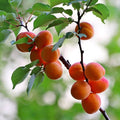 Prunus armeniaca 'Flavor Delight'