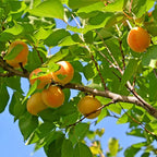 Prunus armeniaca 'Gold Kist'