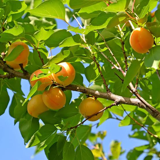 Prunus armeniaca 'Gold Kist'