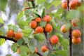 Prunus armeniaca 'Golden Sweet'