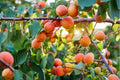 Prunus armeniaca 'Harcot'