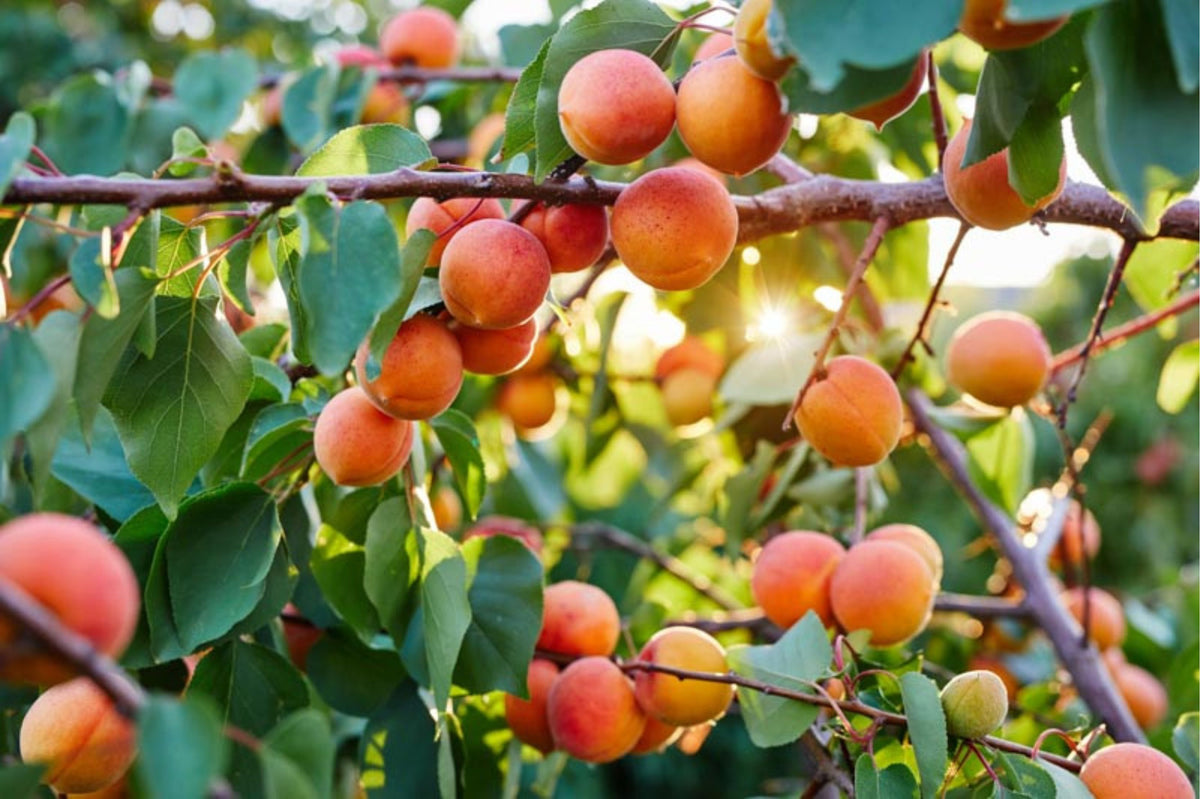 Prunus armeniaca 'Harcot'