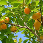 Prunus armeniaca 'Katy'