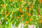 Prunus armeniaca 'Moorpark'
